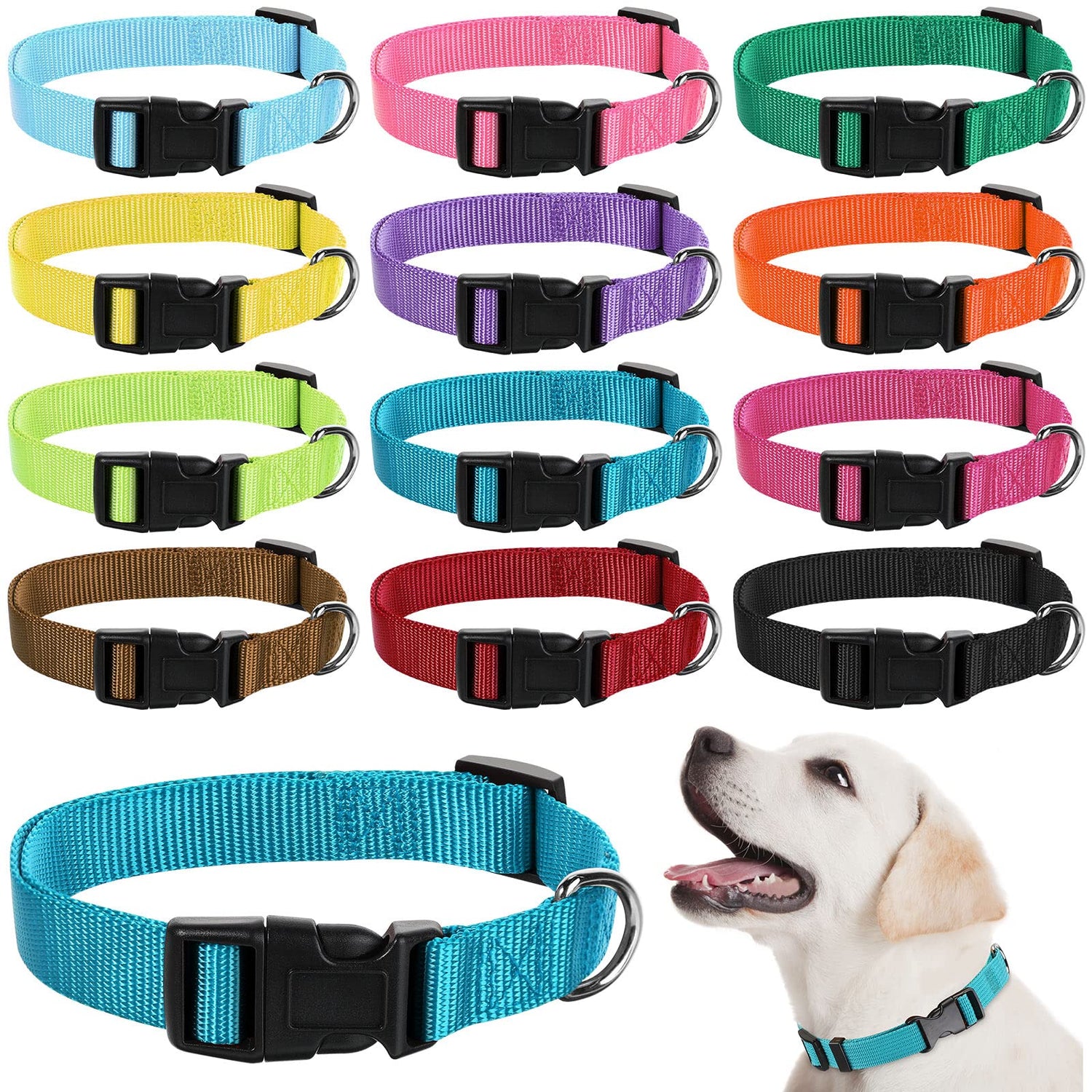 Pet Collars